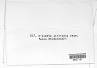 Diplodia ilicicola image